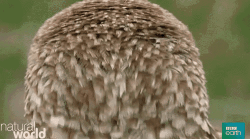tenor.gif