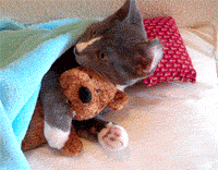 KittyHugsBear.gif