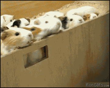 bGVKa.gif