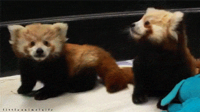 REN8fso.gif
