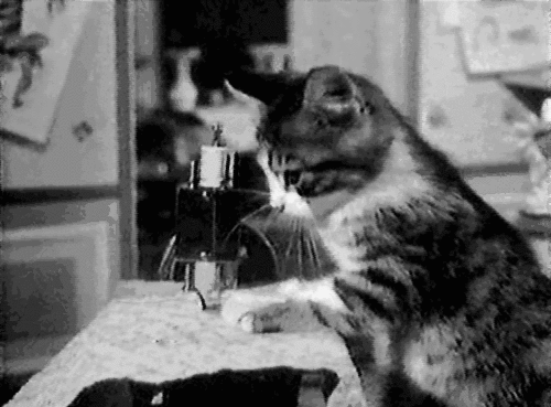 animaatjes-katten-71391.gif