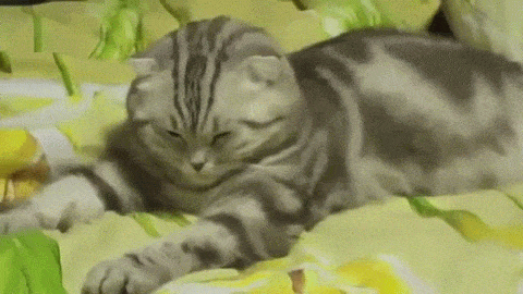 cbjQBE8.gif