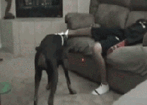 giphy.gif