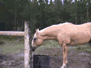 v9nw3.gif