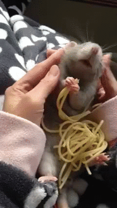 giphy.gif