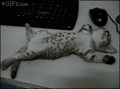 giphy.gif