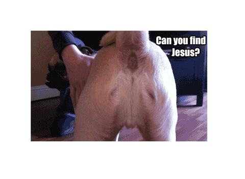 giphy.gif