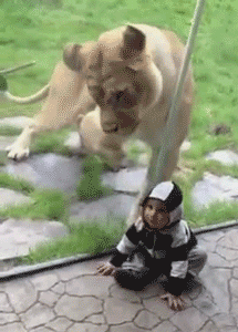 tumblr_nwdl28kblX1s02vreo1_250.gif