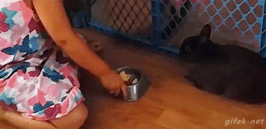 tumblr_nr0jrc5Lkv1s2yegdo1_400.gif