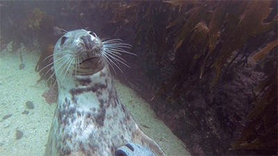 tumblr_n4romzuBbc1qb6v6ro3_400.gif