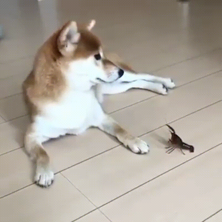 source.gif