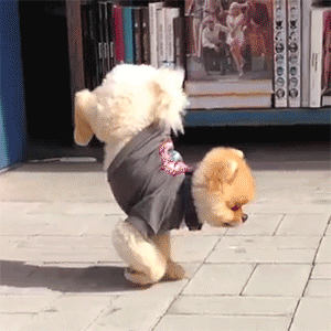 giphy.gif
