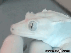 tumblr_inline_mmv4m7ABux1qz4rgp.gif