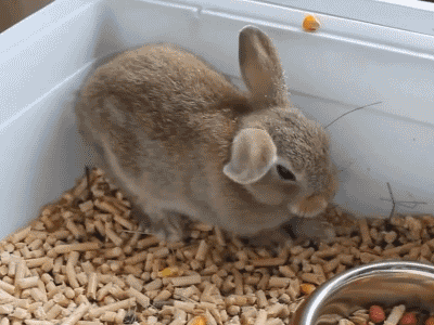 hornoxe.com_gifdump100_4.gif