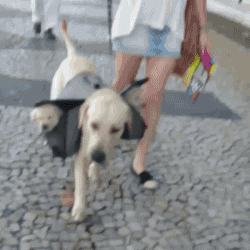 tumblr_o2lyb6ymRl1s02vreo1_250.gif