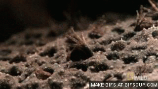 2hHSl8h.gif