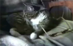 tumblr_lob6h9ZxDh1qa8b8jo1_250.gif