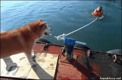 giphy.gif