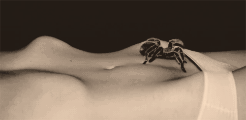 spider_content_5.gif