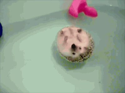 tumblr_n00quuHqqe1s5rsdao1_400.gif