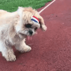 giphy-tumblr.gif