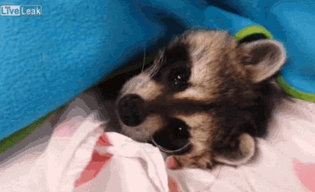 giphy.gif