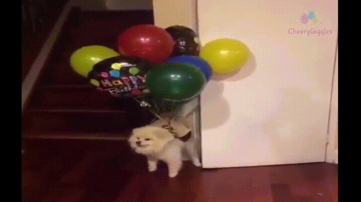 rTqk4fM.gif
