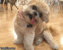 giphy.gif