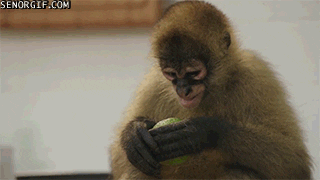 giphy.gif