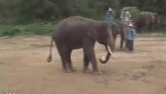 FCEqv.gif
