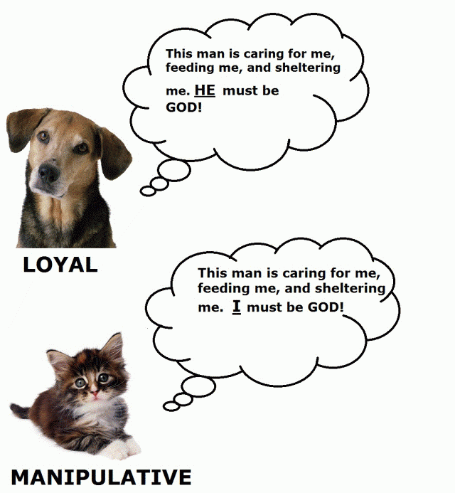 Why-I-Prefer-Dogs-Over-Cats-e1302024070256.gif