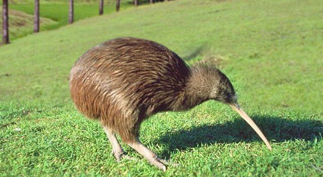 kiwis-birds-search-food.jpg
