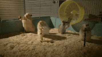 200.gif