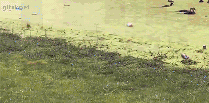 FCtSB04.gif