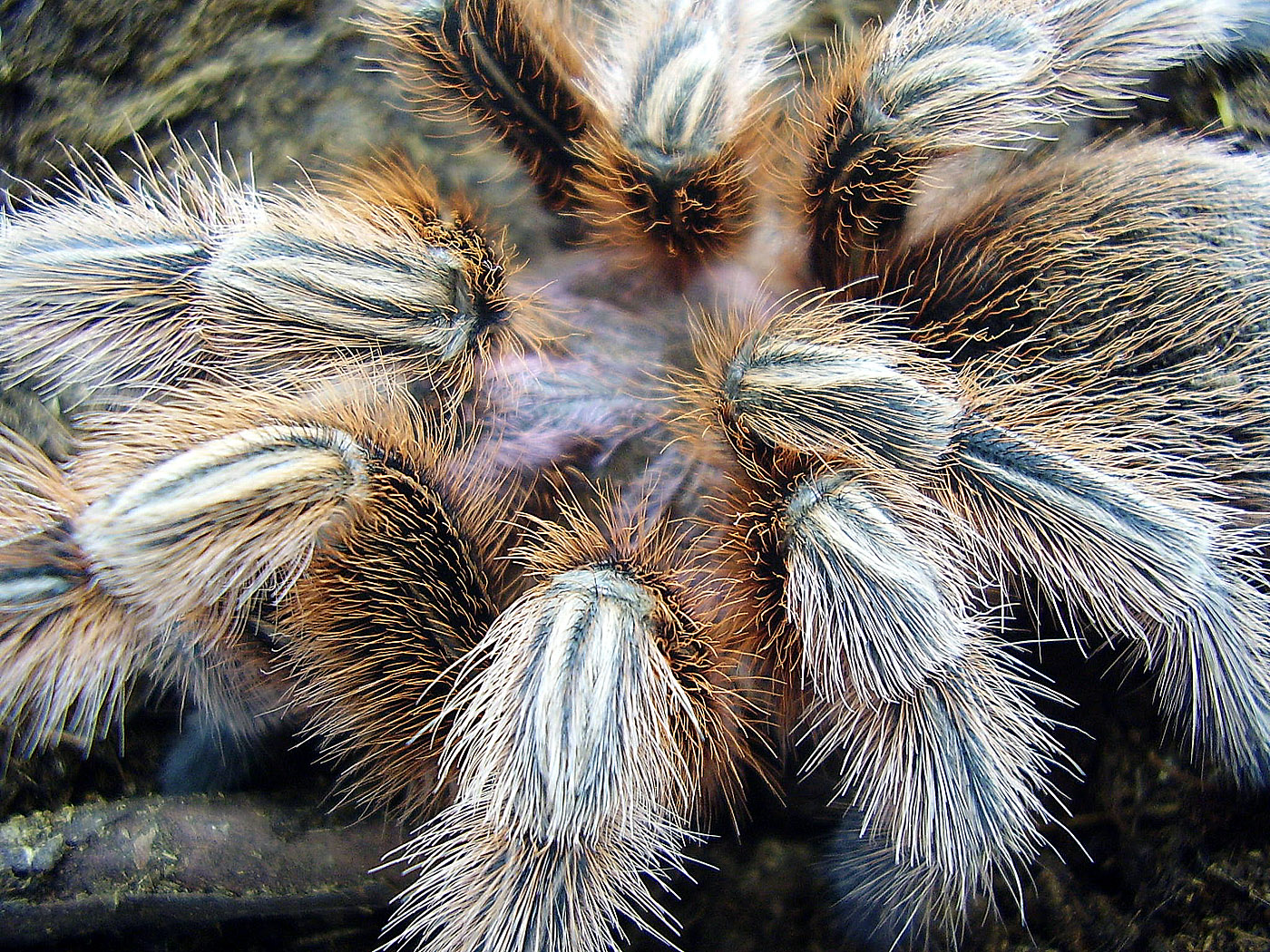 vogelspinne009_1400x1050.jpg