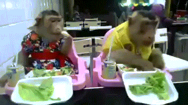 giphy.gif
