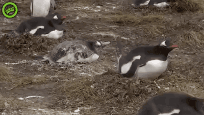 tumblr_obt9eovx6c1s02vreo1_400.gif