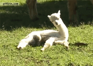 giphy.gif