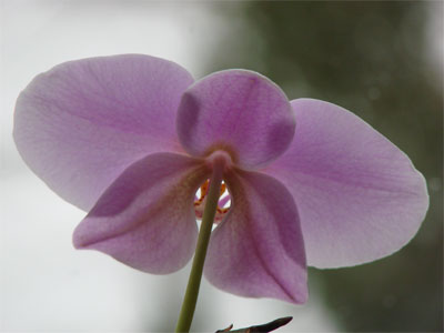 lila_Orchidee_Bluete.jpg