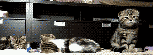 ty1OXBJ.gif