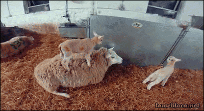 tumblr_n4o5qgJe8N1s02vreo1_400.gif