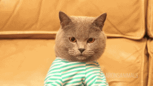 BOrlpM6.gif