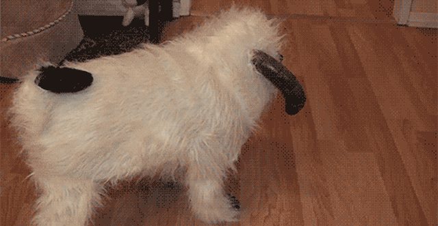 5etM0Bql.gif