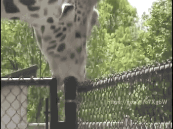 tumblr_o7gli0a3sg1s02vreo1_400.gif