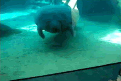 06198ede118a33d6.gif