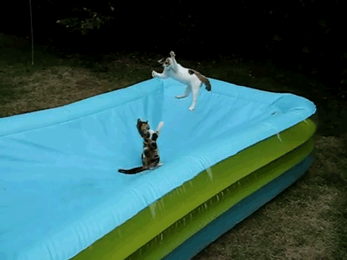 tumblr_lkoevfx4Q31qer4nzo1_500.gif