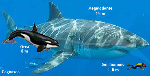 meg6.jpg