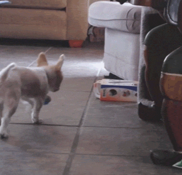 giphy.gif
