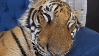 tiger-waking-up.gif