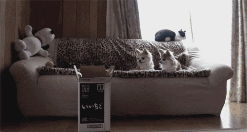 tumblr_mjru5rk24u1s8rwuvo1_500.gif